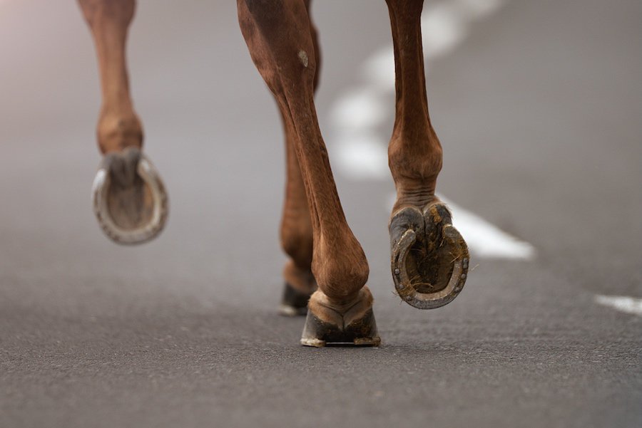 Is It Bad For Horses To Walk On Pavement Horses Afield