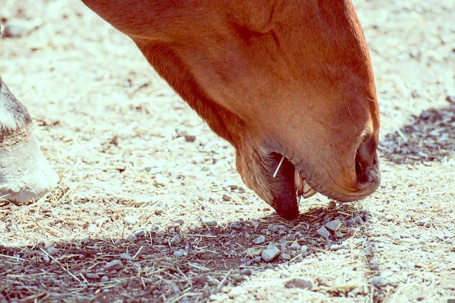 Why Does My Horse Eat Dirt (Should I Be Worried) Horses Afield