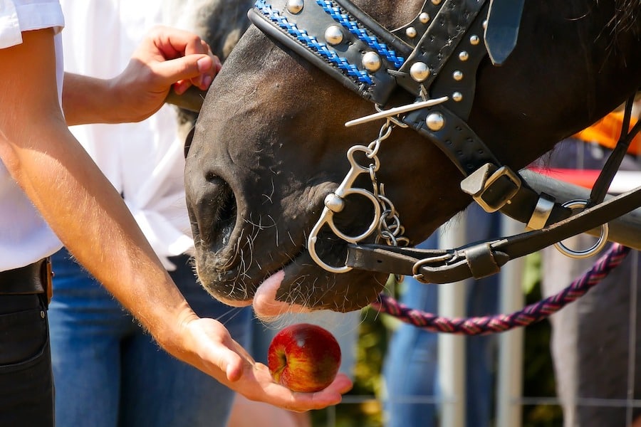 What Are The 5 Best Horse Treats For Any Horse Horses Afield