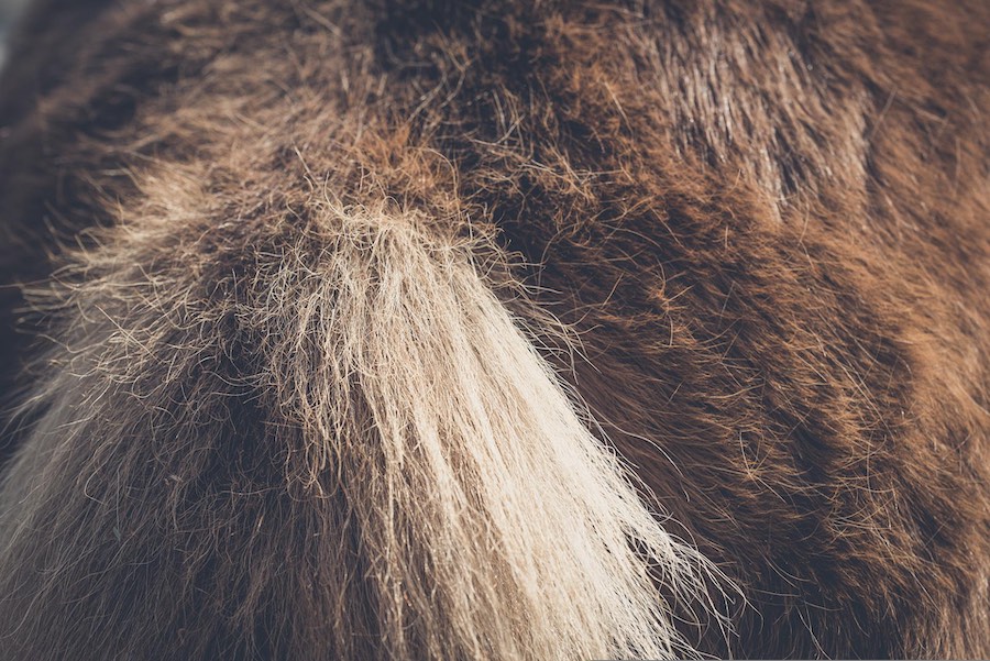 Is Your Horse Rubbing Their Tail Here's How To Fix It Horses Afield